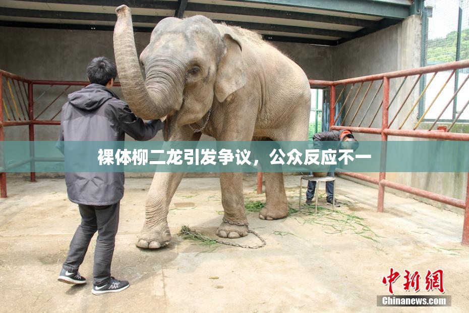 裸体柳二龙引发争议，公众反应不一