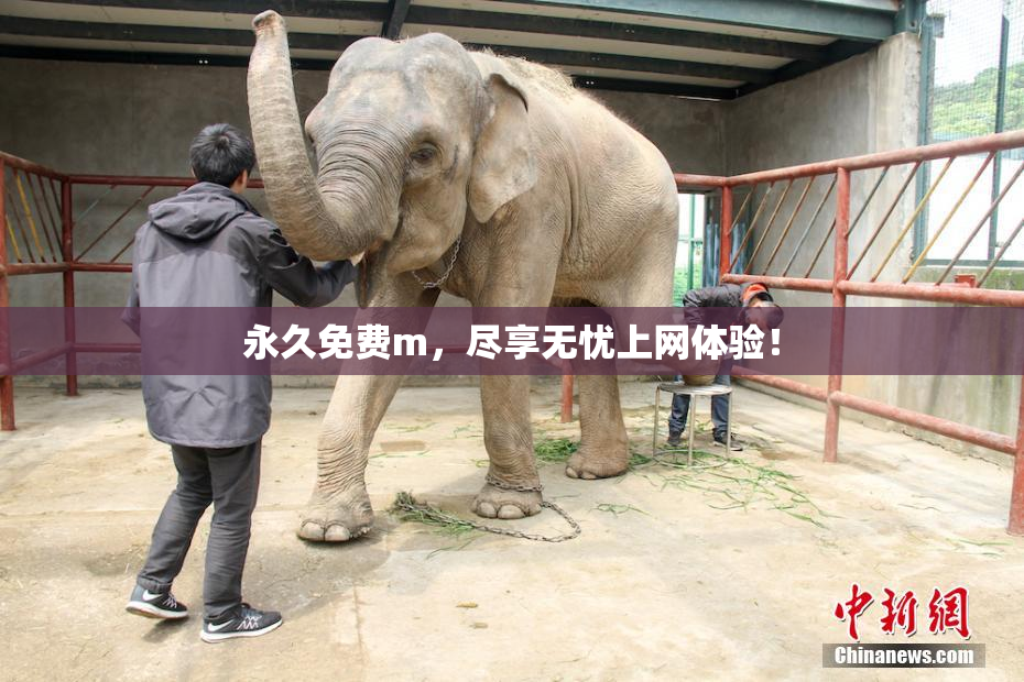 永久免费m，尽享无忧上网体验！