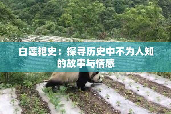 白莲艳史：探寻历史中不为人知的故事与情感