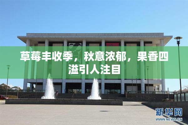 草莓丰收季，秋意浓郁，果香四溢引人注目