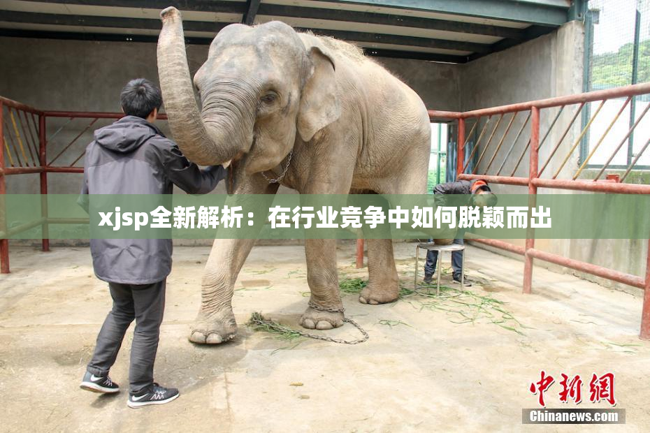 xjsp全新解析：在行业竞争中如何脱颖而出