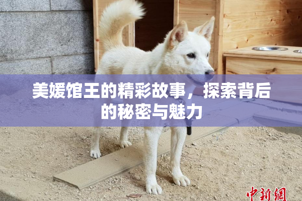 美媛馆王的精彩故事，探索背后的秘密与魅力