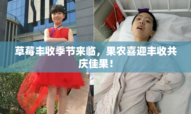 草莓丰收季节来临，果农喜迎丰收共庆佳果！