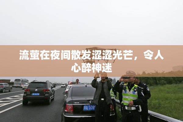 流萤在夜间散发涩涩光芒，令人心醉神迷