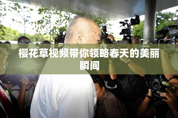 樱花草视频带你领略春天的美丽瞬间