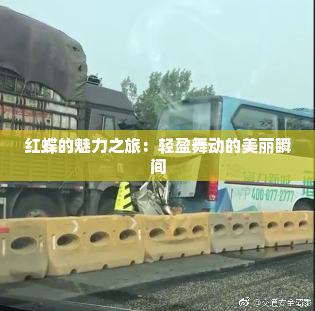 红蝶的魅力之旅：轻盈舞动的美丽瞬间