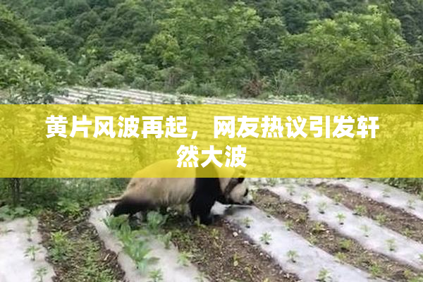 黄片风波再起，网友热议引发轩然大波