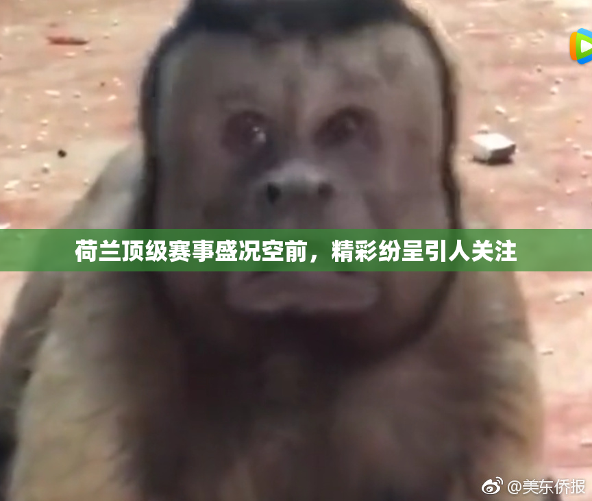 荷兰顶级赛事盛况空前，精彩纷呈引人关注