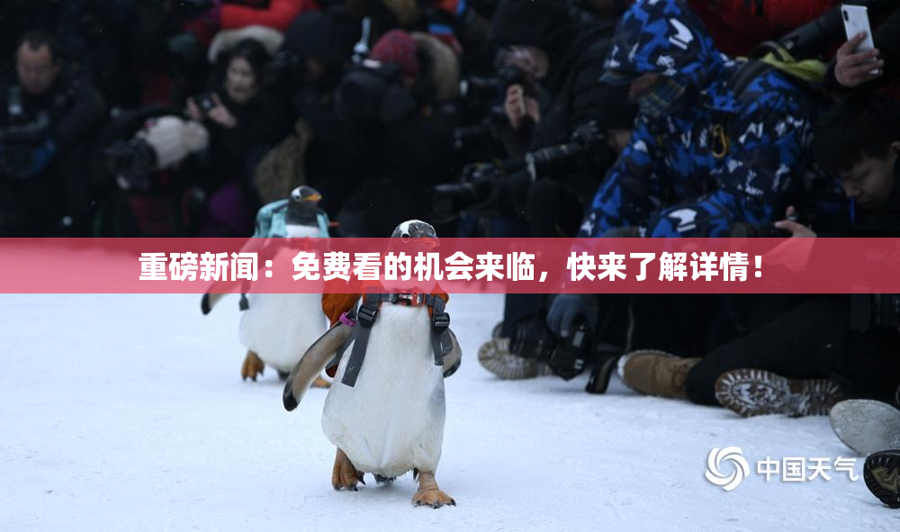 重磅新闻：免费看的机会来临，快来了解详情！