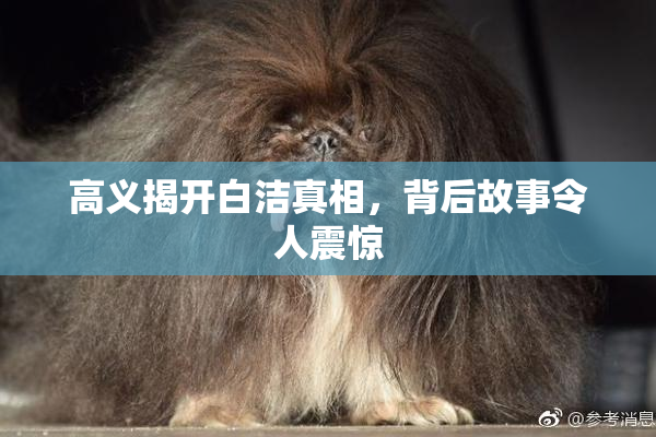 高义揭开白洁真相，背后故事令人震惊