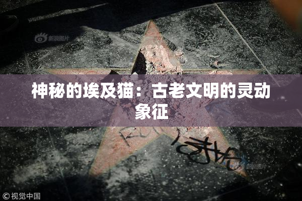 神秘的埃及猫：古老文明的灵动象征