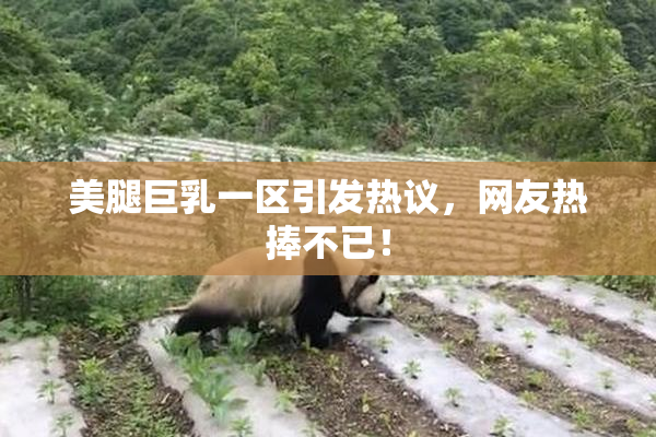 美腿巨乳一区引发热议，网友热捧不已！