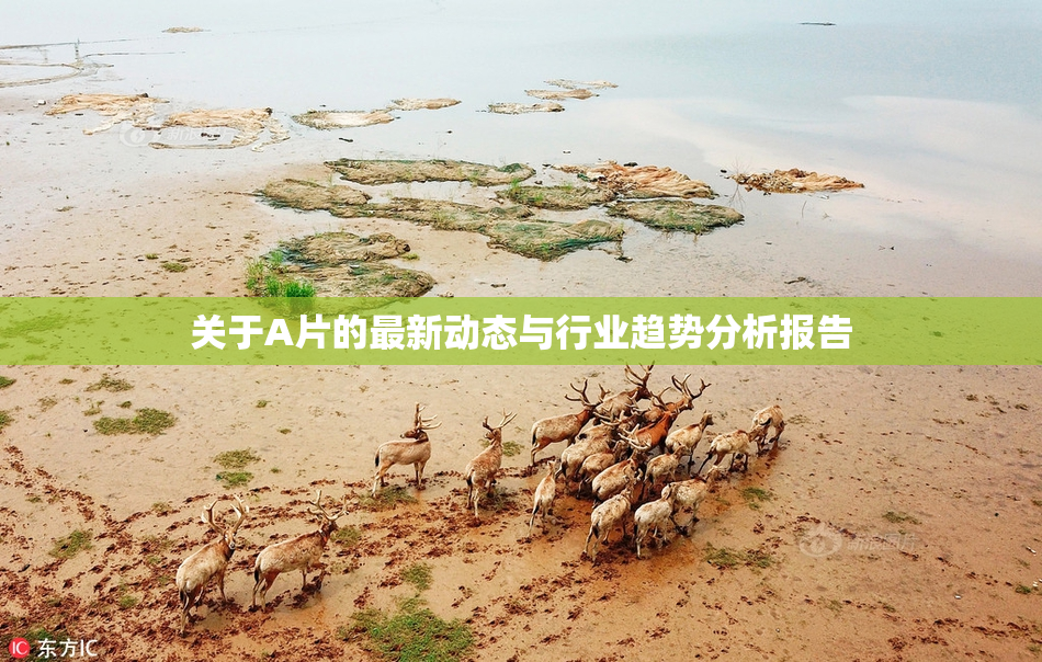 关于A片的最新动态与行业趋势分析报告