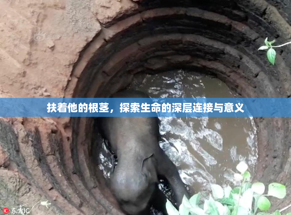 扶着他的根茎，探索生命的深层连接与意义