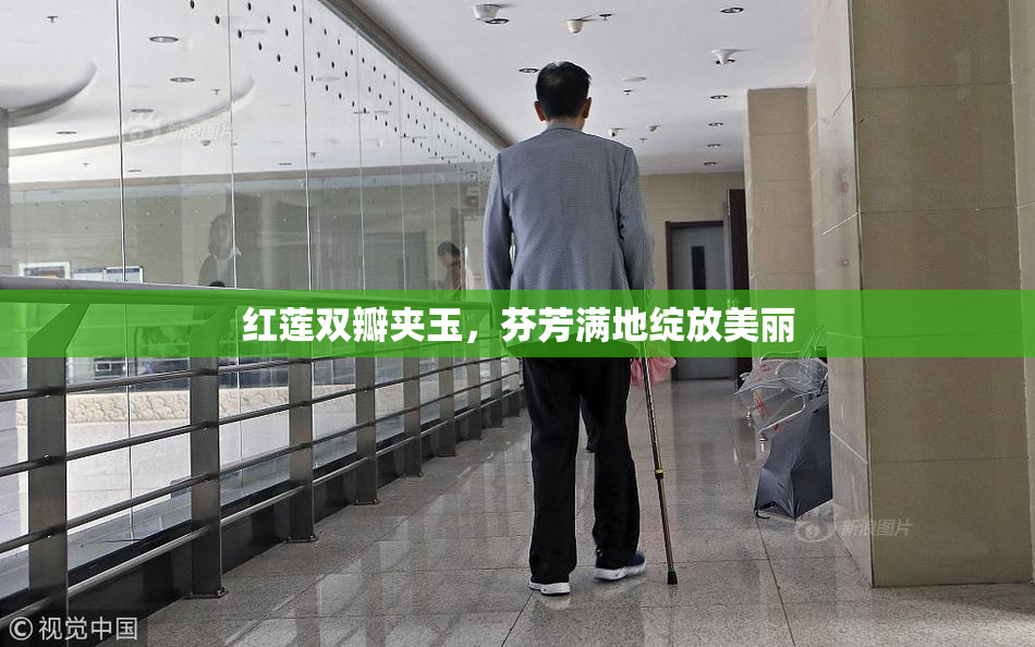 红莲双瓣夹玉，芬芳满地绽放美丽