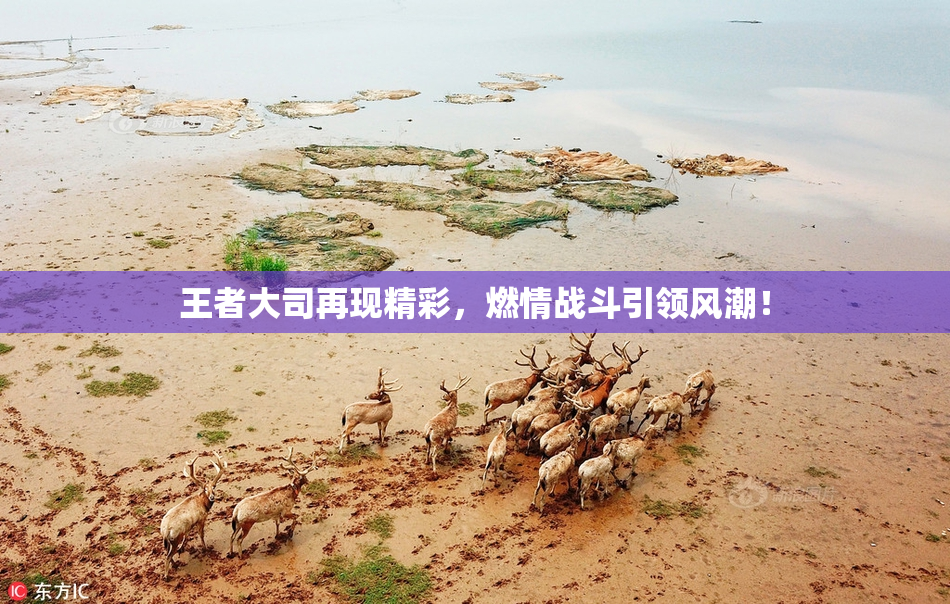 王者大司再现精彩，燃情战斗引领风潮！