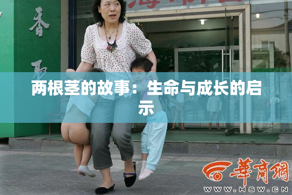 两根茎的故事：生命与成长的启示