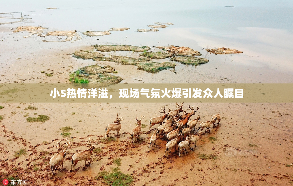 小S热情洋溢，现场气氛火爆引发众人瞩目