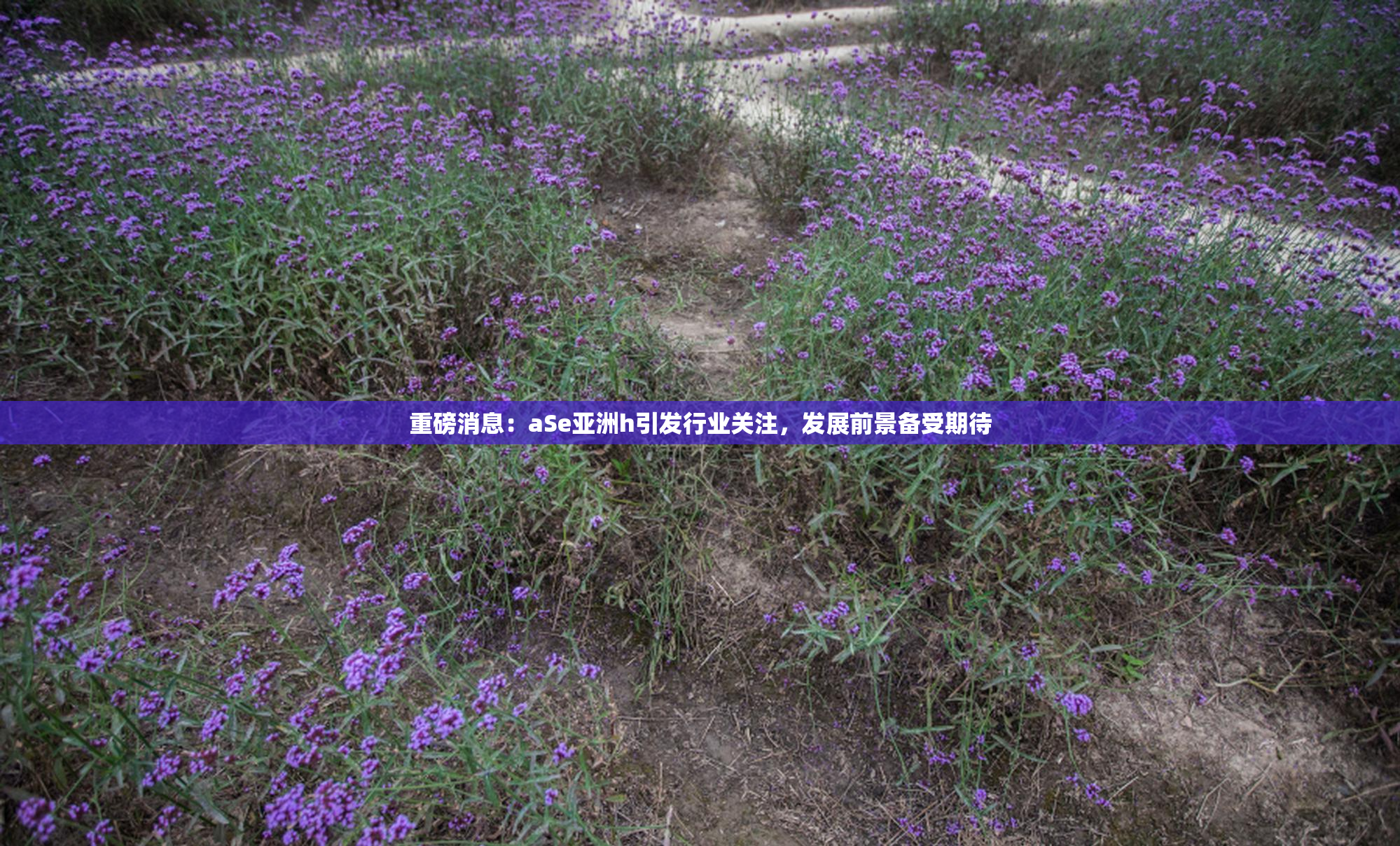 重磅消息：aSe亚洲h引发行业关注，发展前景备受期待