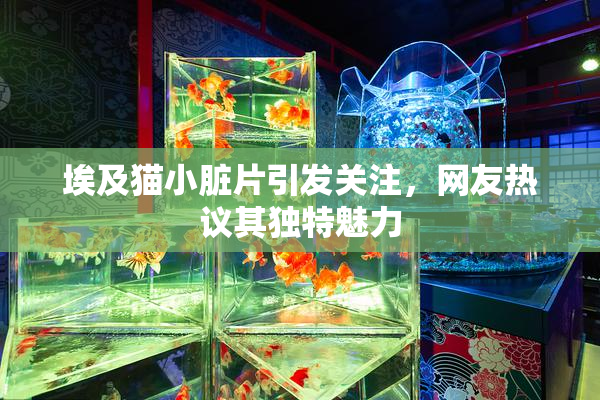 埃及猫小脏片引发关注，网友热议其独特魅力