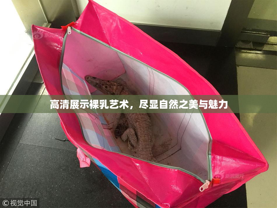 高清展示裸乳艺术，尽显自然之美与魅力