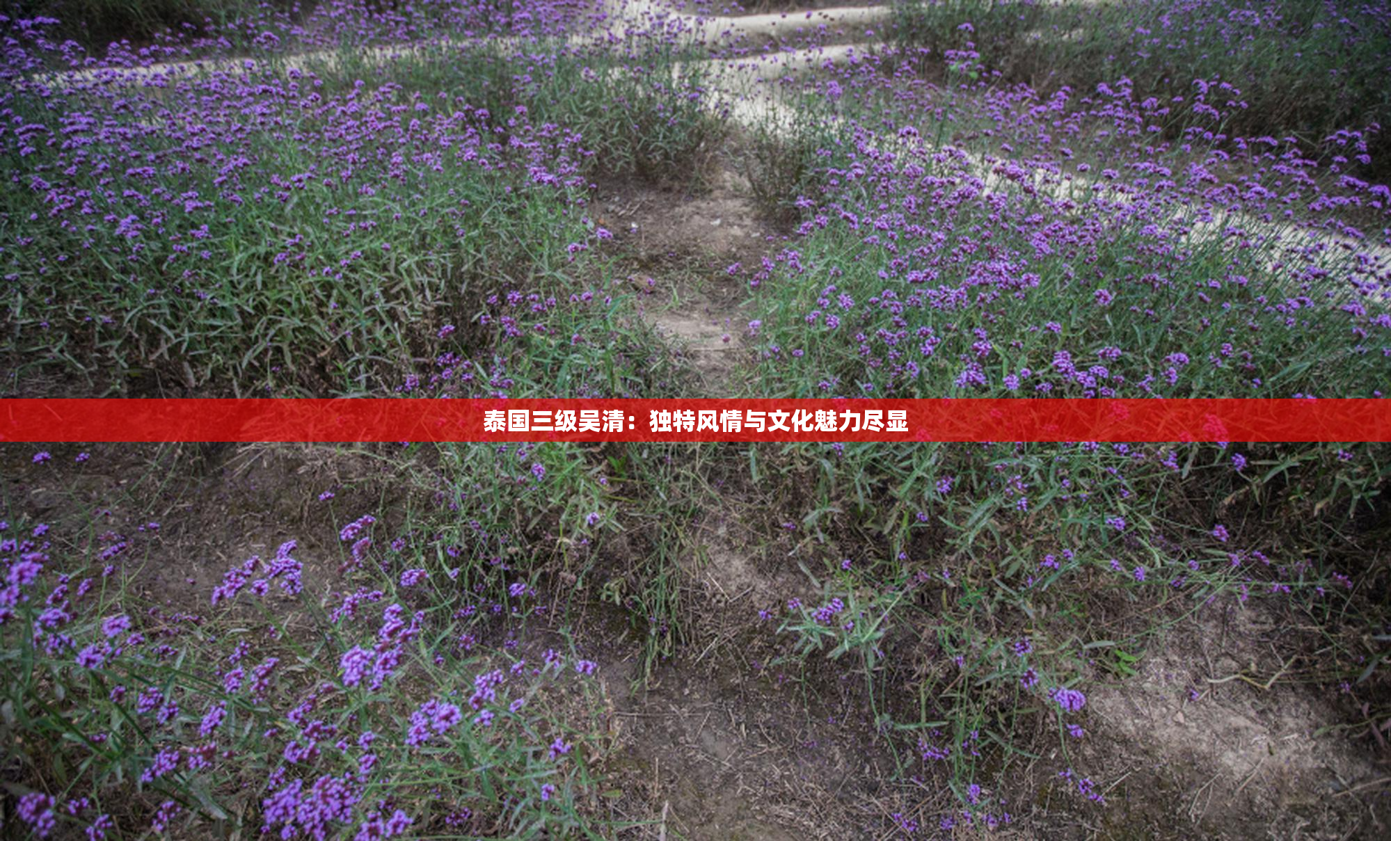 泰国三级吴清：独特风情与文化魅力尽显