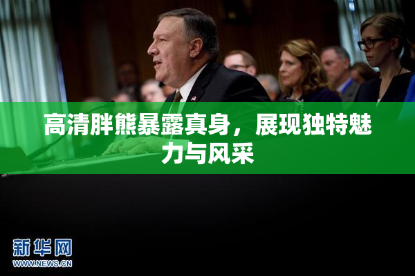 高清胖熊暴露真身，展现独特魅力与风采