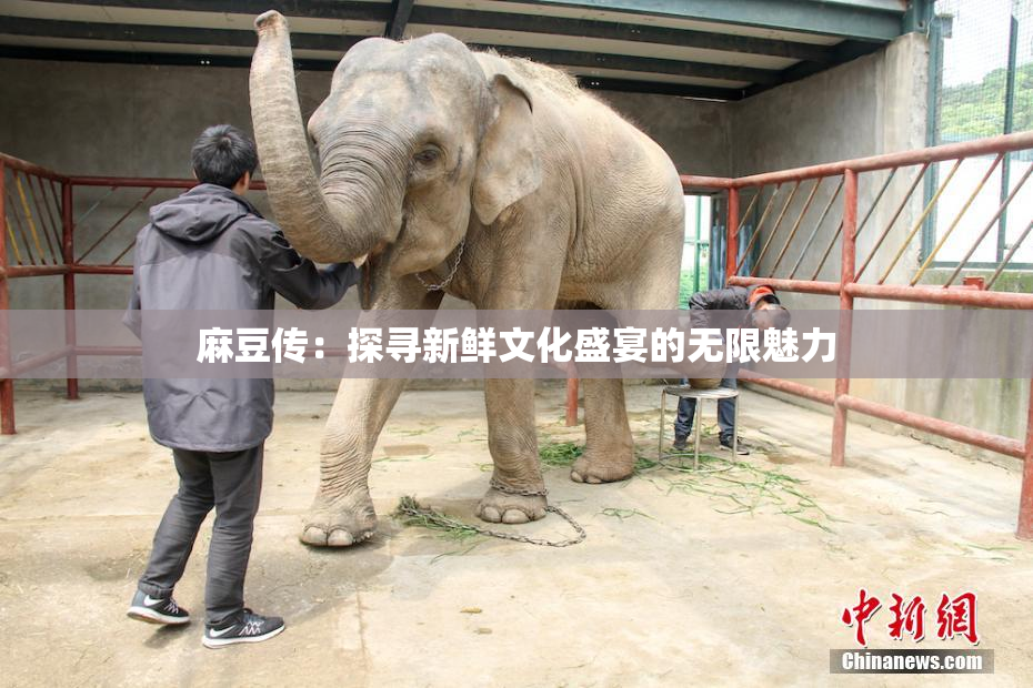 麻豆传：探寻新鲜文化盛宴的无限魅力