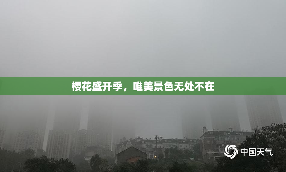 樱花盛开季，唯美景色无处不在