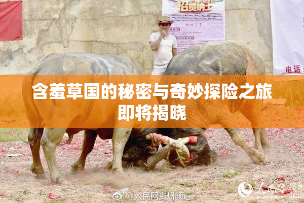 含羞草国的秘密与奇妙探险之旅即将揭晓