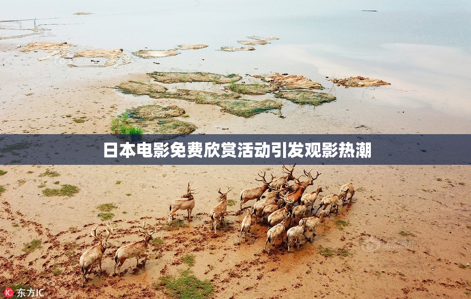 日本电影免费欣赏活动引发观影热潮