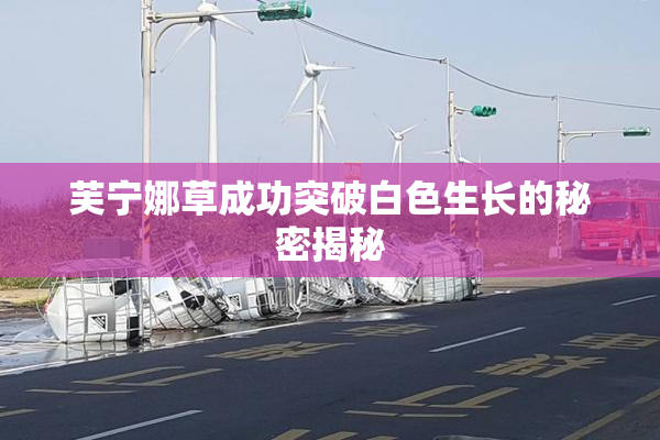 芙宁娜草成功突破白色生长的秘密揭秘