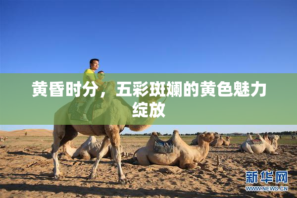 黄昏时分，五彩斑斓的黄色魅力绽放