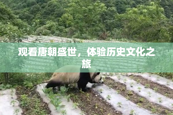 观看唐朝盛世，体验历史文化之旅