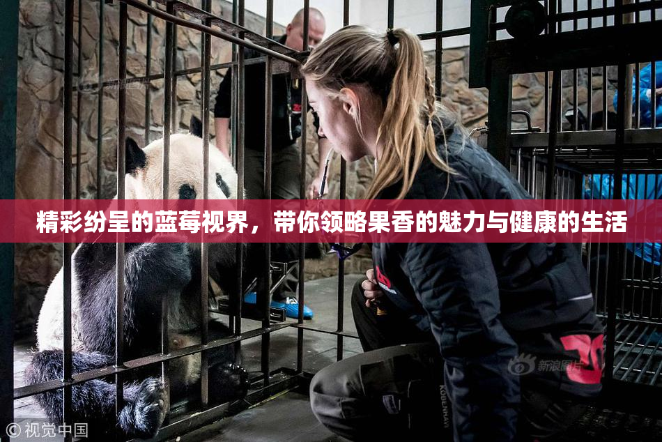 精彩纷呈的蓝莓视界，带你领略果香的魅力与健康的生活