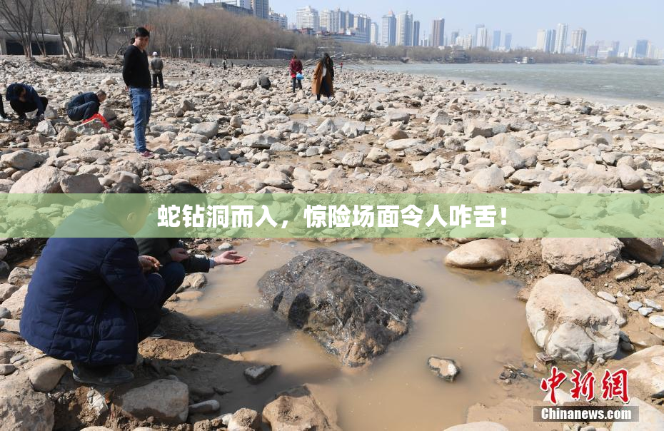 蛇钻洞而入，惊险场面令人咋舌！