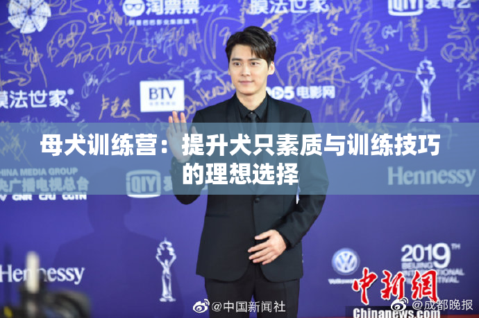 母犬训练营：提升犬只素质与训练技巧的理想选择