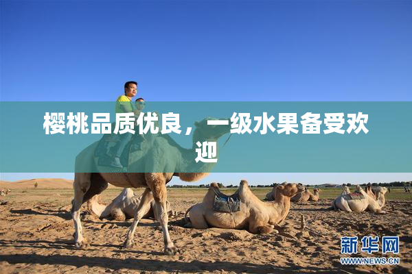 樱桃品质优良，一级水果备受欢迎