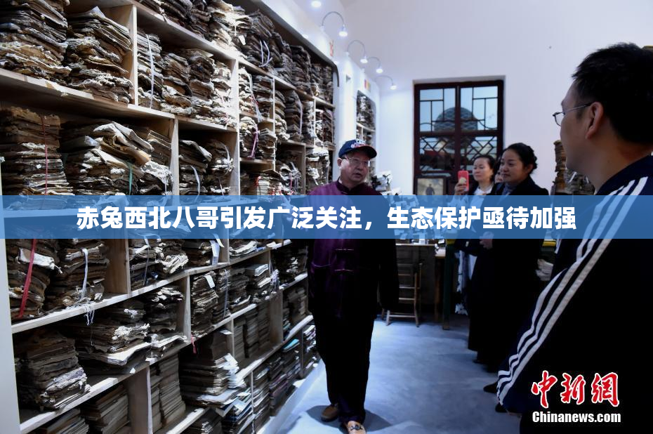 赤兔西北八哥引发广泛关注，生态保护亟待加强