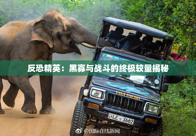 反恐精英：黑寡与战斗的终极较量揭秘