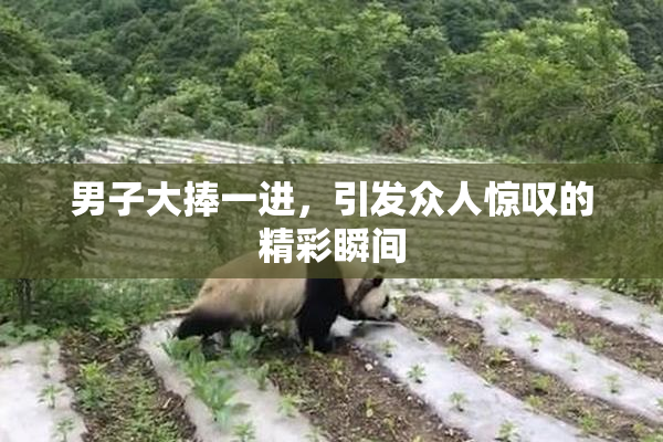 男子大捧一进，引发众人惊叹的精彩瞬间