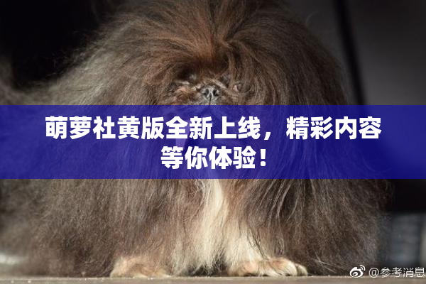 萌萝社黄版全新上线，精彩内容等你体验！