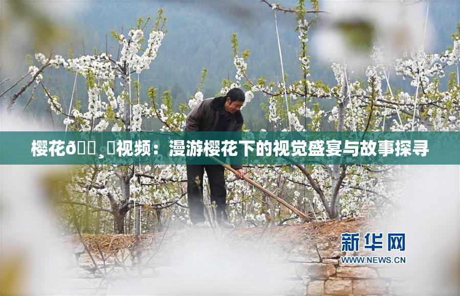 樱花🌸‌视频：漫游樱花下的视觉盛宴与故事探寻