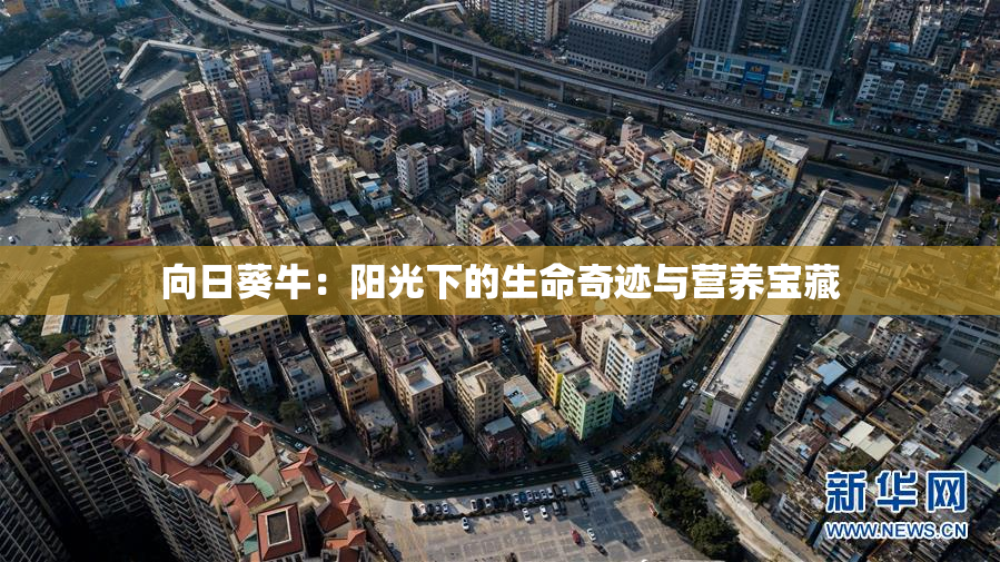 向日葵牛：阳光下的生命奇迹与营养宝藏