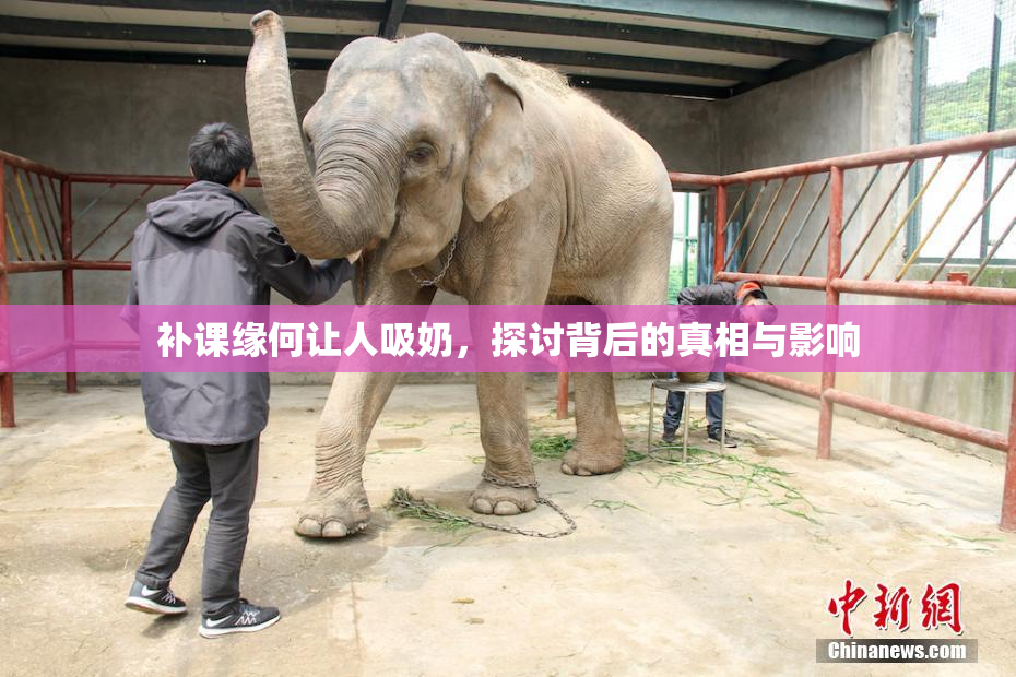 补课缘何让人吸奶，探讨背后的真相与影响