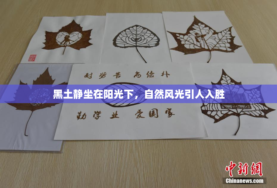 黑土静坐在阳光下，自然风光引人入胜