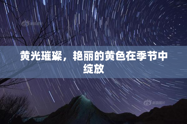 黄光璀璨，艳丽的黄色在季节中绽放