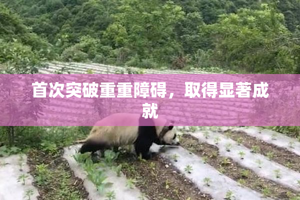 首次突破重重障碍，取得显著成就