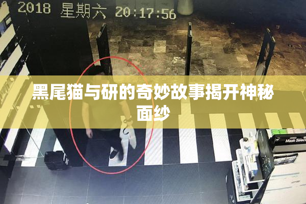 黑尾猫与研的奇妙故事揭开神秘面纱
