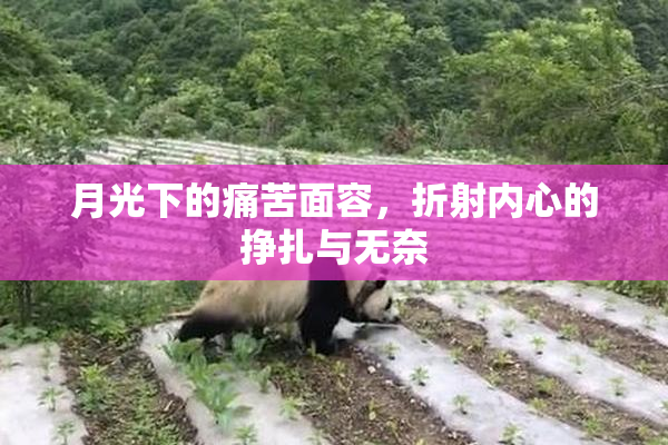 月光下的痛苦面容，折射内心的挣扎与无奈